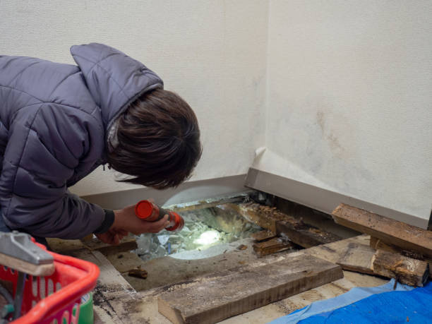 Florence, KY Mold Removal Company
